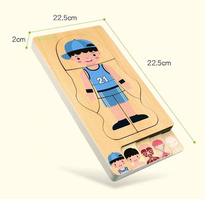 Wooden Human Body Structures Puzzles