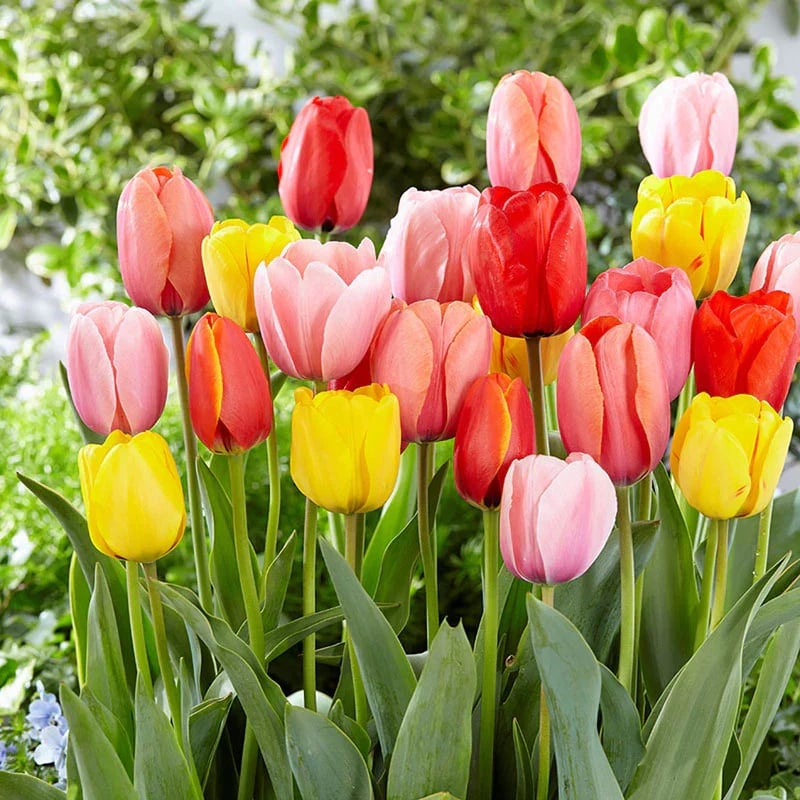 Last Day 70% OFF-Outdoor Artificial Tulips Flowers💐