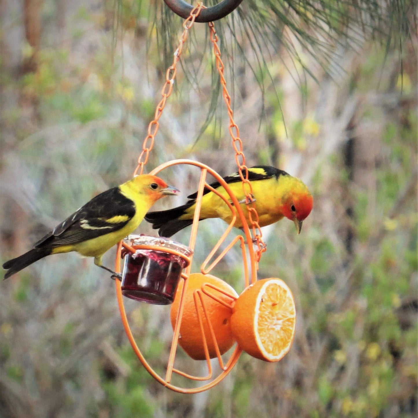 2-in-1 hanging hummingbird oriole feeder