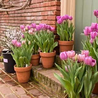 Last Day 70% OFF-Outdoor Artificial Tulips Flowers💐
